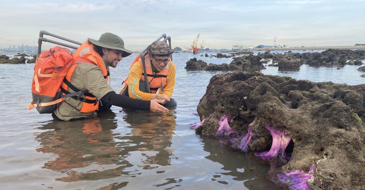 Jordan McGrath, a previous New Colombo Scholar, doing a seagrass survey